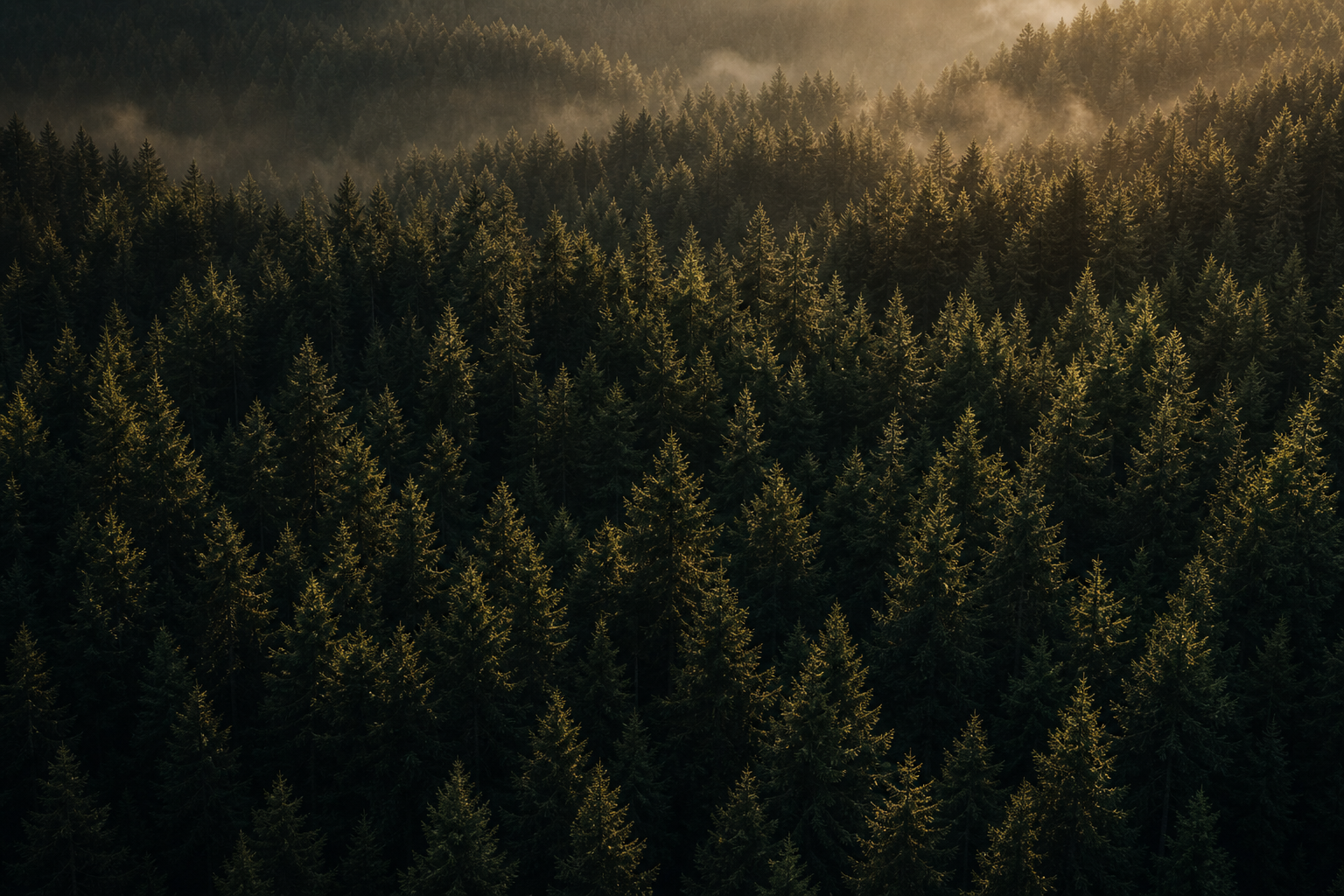 Forest canopy representing responsible material direction and long-lasting natural wood selection
